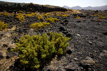 Image showing plant flower  bush timanfaya  in los volcanes volcanic   lanzaro