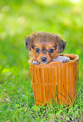 Image showing Pekingese puppy dog