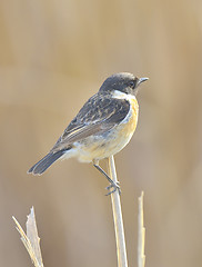 Image showing Whinchat (saxicola rubetra)