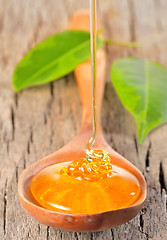 Image showing Honey dripping