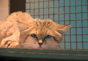 Image showing Sand-dune wild cat