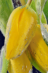 Image showing yellow tulips