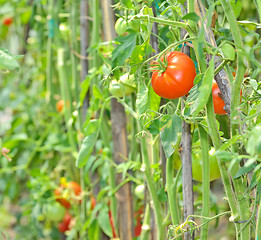 Image showing  ripe tomatoes