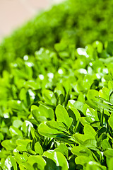 Image showing green leaves