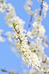 Image showing cherry blossom with white flowers