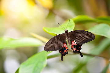 Image showing Butterfly Parides Photinus