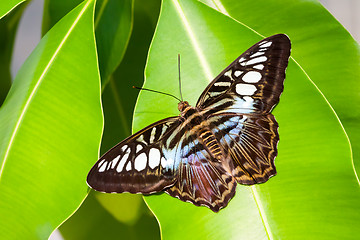 Image showing blue tiger striped butterfly