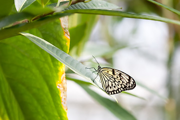 Image showing Idea Leuconoe