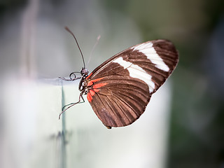 Image showing butterfly