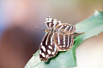 Image showing butterfly