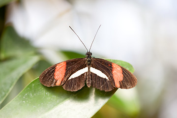 Image showing butterfly