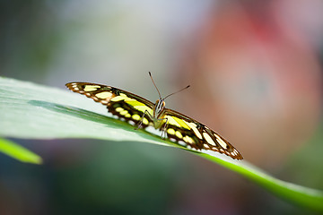 Image showing Papilionidae