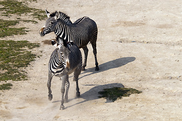 Image showing Zebras