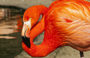 Image showing Flamingo