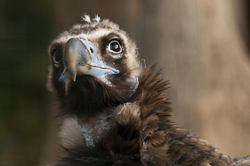 Image showing Vulture