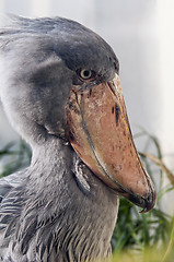 Image showing Shoebill 