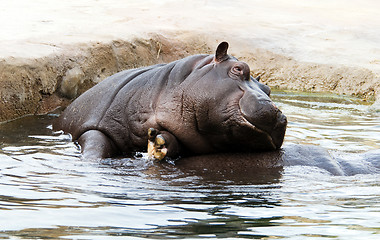 Image showing Hippo