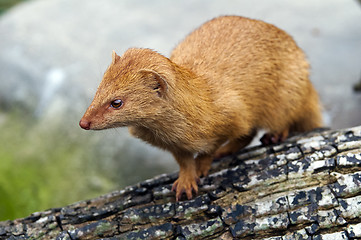 Image showing Slender Mongoose