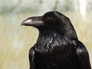 Image showing Raven