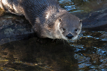 Image showing Otter