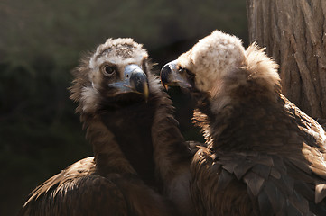 Image showing Vulture