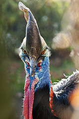 Image showing Cassowary