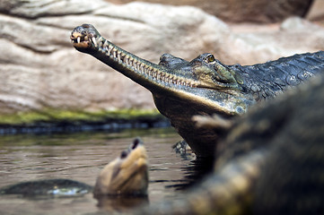 Image showing Gharial