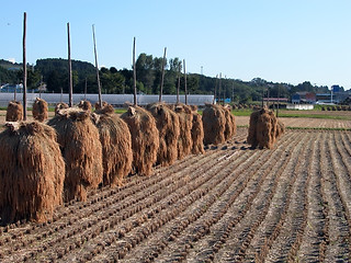 Image showing Autumn rice field