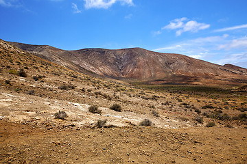 Image showing flower  plant  bush  hill and summer  lanzarote spain