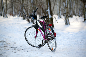 Image showing Bike standing in the woods