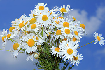 Image showing Camomile bouquet