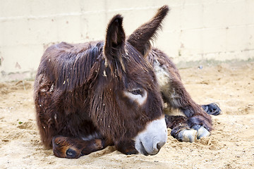 Image showing donkey lying