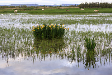 Image showing sunrise in the wetlands of Roses