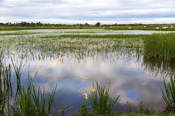 Image showing sunrise in the wetlands of Roses