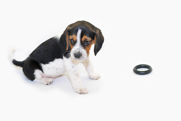 Image showing Tricolor beagle puppy sitting
