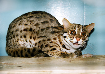 Image showing Felis bengalensis