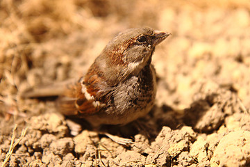 Image showing small sparrow bird 