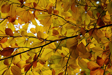Image showing background from autumn leaves 
