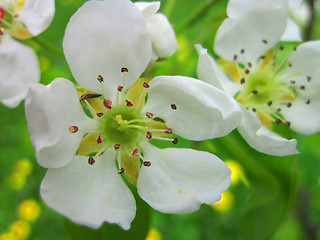 Image showing quince flower 