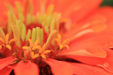 Image showing detail of orange flower