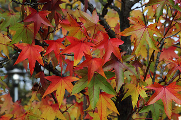 Image showing background from autumn leaves 