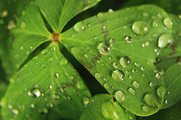 Image showing water drops on the green leaf