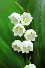 Image showing lily of the valley