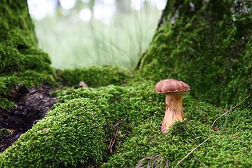 Image showing edible mushroom in the green moss