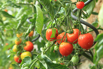 Image showing detail from home farm - tomato plants 