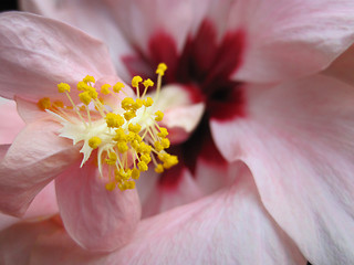 Image showing detail of vilet flower 