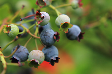 Image showing blueberries in the green nature 