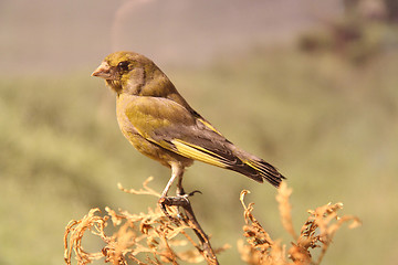 Image showing small sparrow bird 