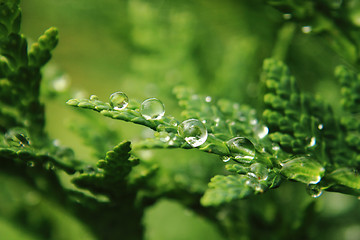 Image showing water drops on the green leaf