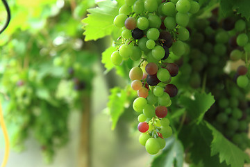 Image showing red grapes in the early summer